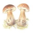 Boletes-Colored pencils by Dorota Haber-Lehigh